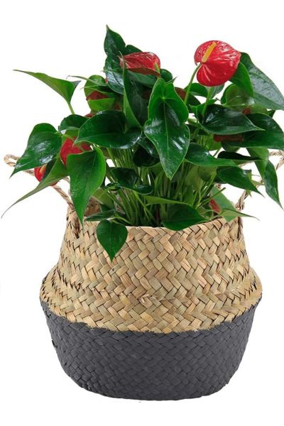 Bahçem Katlanabilir Hasır Sepet Saksılık Natural-Antrasit 20x23cm
