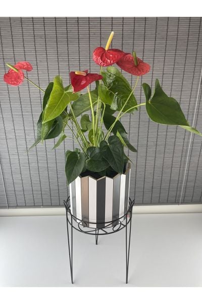 Bahçem Dekoratif Ferforje Ayaklı Ahşap Saksı,Saksı Standı 25,5x50cm