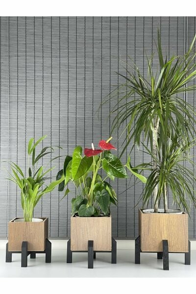 Dekoratif Stand Siyah Ayaklı Kare Model Ahşap Saksı Seti 3'lü İç Saksılı