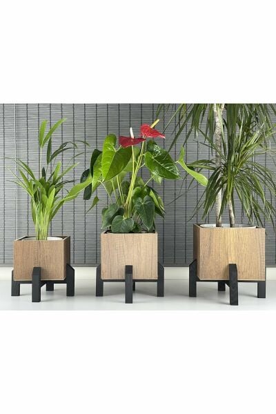 Dekoratif Stand Siyah Ayaklı Kare Model Ahşap Saksı Seti 3'lü İç Saksılı